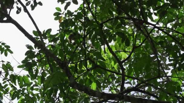 厄瓜多尔亚马逊地区Cuyabeno野生动物保护区热带雨林的树冠上跳着可爱的小松鼠猴 — 图库视频影像
