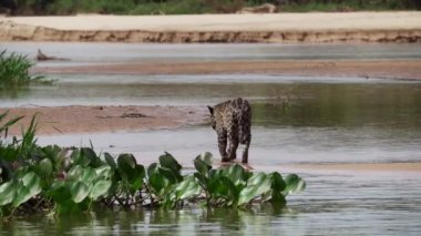 Jaguar, Panthera onca, Amerika 'nın yerlisi, dünyanın en büyük bataklık bölgesi olan Pantanl nehri boyunca avlanan, Brezilya' nın Porto Jofre kentindeki Transpantaneira yakınlarında yaşayan yalnız bir kedi..