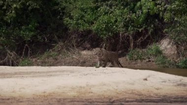 Jaguar, Panthera onca, Amerika 'nın yerlisi, dünyanın en büyük bataklık bölgesi olan Pantanl nehri boyunca avlanan, Brezilya' nın Porto Jofre kentindeki Transpantaneira yakınlarında yaşayan yalnız bir kedi..