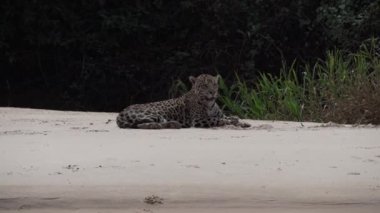 Yaralı erkek Jaguar, Panthera onca, Amerika 'ya özgü büyük yalnız bir kedi, dünyanın en büyük bataklık bölgesi olan Pantanl nehrinin kıyısında, Transpanira yakınlarında, Porto Jofre Brazil.