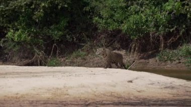 Jaguar, Panthera onca, Amerika 'nın yerlisi, dünyanın en büyük bataklık bölgesi olan Pantanl nehri boyunca avlanan, Brezilya' nın Porto Jofre kentindeki Transpantaneira yakınlarında yaşayan yalnız bir kedi..