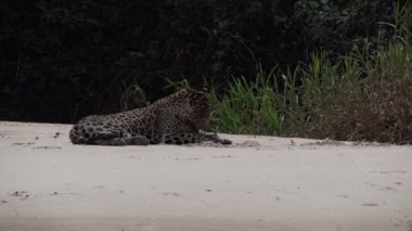 Yaralı erkek Jaguar, Panthera onca, Amerika 'ya özgü büyük yalnız bir kedi, dünyanın en büyük bataklık bölgesi olan Pantanl nehrinin kıyısında, Transpanira yakınlarında, Porto Jofre Brazil.