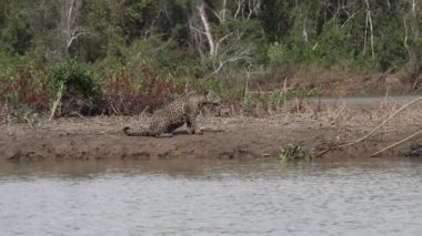 Jaguar, Panthera onca, Amerika 'nın yerlisi, dünyanın en büyük bataklık bölgesi olan Pantanl nehri boyunca avlanan, Brezilya' nın Porto Jofre kentindeki Transpantaneira yakınlarında yaşayan yalnız bir kedi..