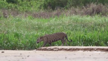 Jaguar, Panthera onca, Amerika 'nın yerlisi, dünyanın en büyük bataklık bölgesi olan Pantanl nehri boyunca avlanan, Brezilya' nın Porto Jofre kentindeki Transpantaneira yakınlarında yaşayan yalnız bir kedi..