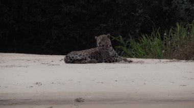 Yaralı erkek Jaguar, Panthera onca, Amerika 'ya özgü büyük yalnız bir kedi, dünyanın en büyük bataklık bölgesi olan Pantanl nehrinin kıyısında, Transpanira yakınlarında, Porto Jofre Brazil.