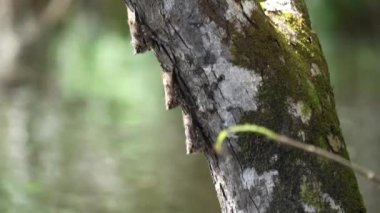 Hortum yarasaları, Rhynchonycteris naso, Ekvador 'daki tropikal Amazon yağmur ormanları bölgesinde Cuyabeno nehri boyunca baş aşağı asılı duran bir ağaç..