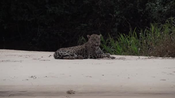 Verletzte Männliche Jaguar Panthera Onca Eine Große Einsame Katze Aus — Stockvideo