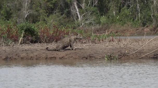 Jaguar Panthera Onca Велика Одиночна Кішка Мешкає Америці Полюючи Вздовж — стокове відео