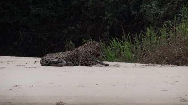 一只原产于美洲的大型单独猫科动物 受伤的雄性美洲豹 栖息在世界上最大的沼泽地潘坦河岸边 靠近巴西波尔图若弗港的Transpantaneira — 图库视频影像