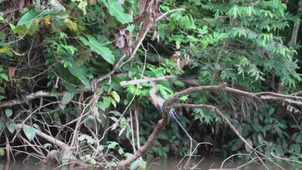 在厄瓜多尔亚马逊热带雨林地区 美洲达人Anhinga Anhinga也是一只毒鸟 他坐在沿着Cuyabeno河的一条支流上 — 图库视频影像