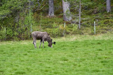 İskandinav geyiği boynuzlarıyla bir çayırda duruyor ve Norveç, İskandinavya 'da bir ormanın kenarında graning yapıyor..