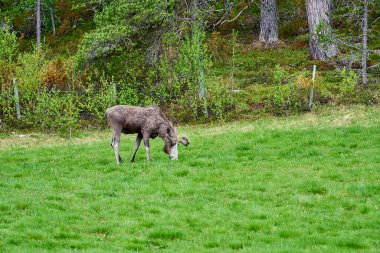 İskandinav geyiği boynuzlarıyla bir çayırda duruyor ve Norveç, İskandinavya 'da bir ormanın kenarında graning yapıyor..