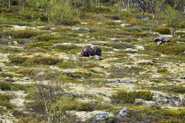 Muskox, Ovibos Moschatus, Norveç 'in dağlık bölgelerindeki güvercin reçelinin subartik tundra manzarasında duruyor.
