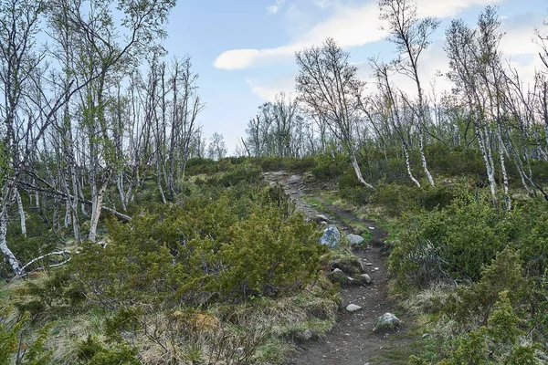 Norveç 'in orta kesimindeki Dovrefjell Ulusal Parkı' ndaki engebeli, sert tundranın küçük huş ağacı ormanı.