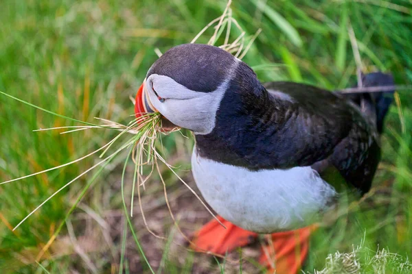 Aves Marinhas Puffin Bonitos Adoráveis Fratercula Coletando Material Nidificação Sua — Fotografia de Stock