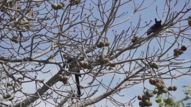 güzel mavi sümbül papağanı, Anodorhynchus sümbül, Pantanal 'ın ağaçlarından tırmanıyor, dünyanın en büyük bataklık bölgesi, transspanira yolu boyunca Brezilya' daki Porto Jofre 'ye doğru..