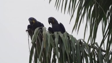 güzel mavi sümbül papağanı, Anodorhynchus sümbül, Pantanal 'ın ağaçlarından tırmanıyor, dünyanın en büyük bataklık bölgesi, transspanira yolu boyunca Brezilya' daki Porto Jofre 'ye doğru..