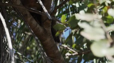 Güney Amerika koati, Nasua Nasua da halka kuyruklu koati, Brezilya 'da Pantanal' ın bataklık bölgesinde kalın bir tropik ağaç dalında dinleniyor.