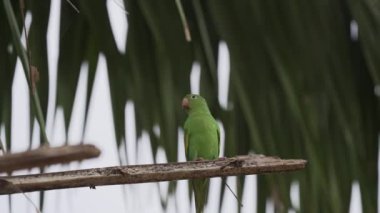 Keşiş papağan kolonisi Myiopsitta monachus, Brezilya 'nın Pantanal sulak alanlarının bataklıklarında Transpantaneira boyunca uzanan tropikal bir ağaçtaki sosyal yuvalarında kuveykır papağanı..
