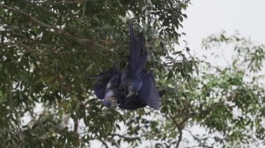 güzel mavi sümbül papağanı, Anodorhynchus sümbül, Pantanal 'ın ağaçlarından tırmanıyor, dünyanın en büyük bataklık bölgesi, transspanira yolu boyunca Brezilya' daki Porto Jofre 'ye doğru..