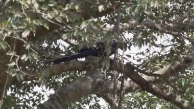 güzel mavi sümbül papağanı, Anodorhynchus sümbül, Pantanal 'ın ağaçlarından tırmanıyor, dünyanın en büyük bataklık bölgesi, transspanira yolu boyunca Brezilya' daki Porto Jofre 'ye doğru..
