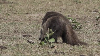 Güney Pantanal 'daki bir çiftliğin çayırında yürüyen dev bir karıncayiyen. Myrmecophaga tridactyla, Orta ve Güney Amerika 'da yaşayan böceksi bir memelidir..