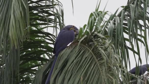 Piękna Niebieska Hiacynt Anodorhynchus Hiacinthinus Wspinaczka Przez Drzewa Pantanalu Największego — Wideo stockowe