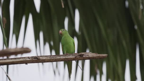 Chovná Kolonie Mnichů Papoušků Myiopsitta Monachus Také Papoušek Kvaker Jejich — Stock video