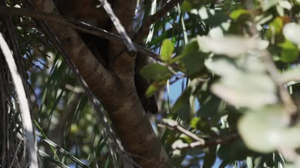 Zuid Amerikaanse Coati Nasua Nasua Ook Ringstaart Coati Ontspannen Een — Stockvideo