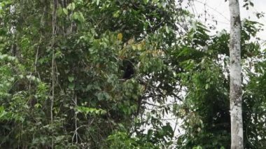 Lucifer Titi ya da Sarı Maymun, Callicebus Lucifer, Ekvador 'un Cuyabeno Vahşi Yaşam Rezervi bölgesindeki Amazon yağmur ormanlarında tropikal bir ağaca tırmanıyor..
