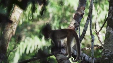 Ekvador 'un Cuyabeno bölgesindeki Amazon havzasında tropikal yağmur ormanlarının ağaçlarından tırmanan ve yiyecek arayan Ekvador beyaz kapuçin maymunu Cebus aequatorialis..