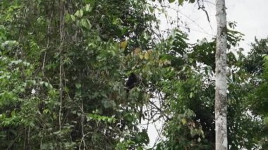 Lucifer Titi ya da Sarı Maymun, Callicebus Lucifer, Ekvador 'un Cuyabeno Vahşi Yaşam Rezervi bölgesindeki Amazon yağmur ormanlarında tropikal bir ağaca tırmanıyor..