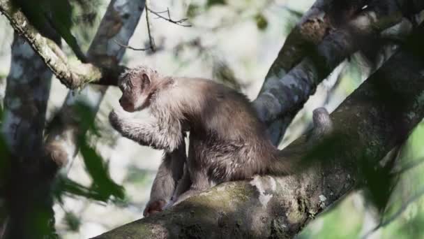 Еквадорська Біла Передня Мавпа Капуцинів Cebus Aequatorialis Пролітає Деревах Тропічних — стокове відео