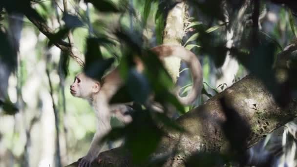 Еквадорська Біла Передня Мавпа Капуцинів Cebus Aequatorialis Пролітає Деревах Тропічних — стокове відео