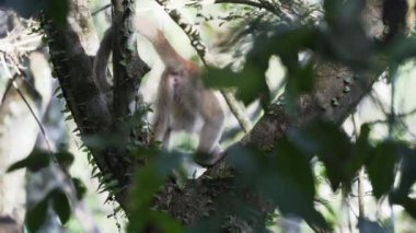 Ekvador 'un Cuyabeno bölgesindeki Amazon havzasında tropikal yağmur ormanlarının ağaçlarından tırmanan ve yiyecek arayan Ekvador beyaz kapuçin maymunu Cebus aequatorialis..