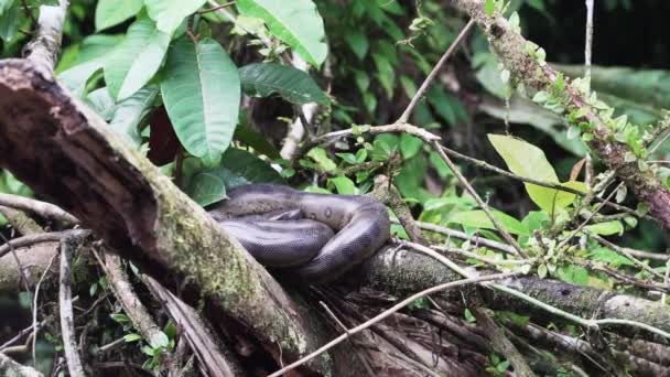 Anaconda Eunectes Murinus 거대하거나 일반적인 Anaconda 일반적인 남아메리카에서 발견되며 무거운 — 비디오