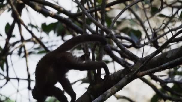 Ecuadorian White Fronted Capuchin Monkey Cebus Aequatorialis Climbing Trees Tropical — Stock Video