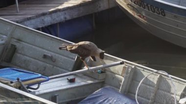 Brezilya 'da Pantanal' ın bataklıklarında bir nehirde küçük bir motorlu teknede arama yapan Caracara 'yı kışkırttı..