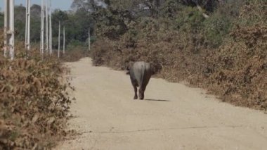 Yalnız Asyalı su bufalosu, Jaguar koruma programının bir parçası, Transpantaneira 'nın çakıl yolundan Pantanal, Brezilya' daki Porto Jofre 'ye doğru yürüyor..