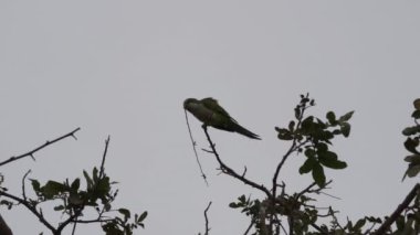 Keşiş papağan kolonisi Myiopsitta monachus, Brezilya 'nın Pantanal sulak alanlarının bataklıklarında Transpantaneira boyunca uzanan tropikal bir ağaçtaki sosyal yuvalarında kuveykır papağanı..