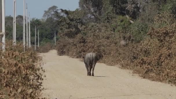 Búfalo Asiático Solitário Parte Programa Conservação Jaguar Caminhando Pela Estrada — Vídeo de Stock