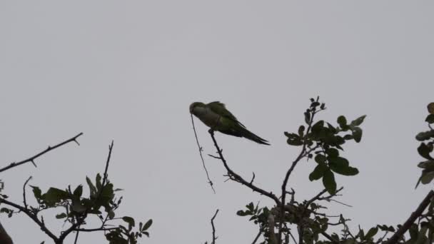 僧人鹦鹉的繁殖地 Myiopsitta Monachus 也是在巴西潘塔纳纳湿地沼泽中的热带树旁的贵格会鹦鹉群中的群居巢中繁殖的 — 图库视频影像