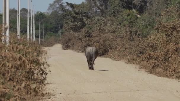 Lone Asian Water Buffalo Μέρος Ενός Προγράμματος Διατήρησης Ιαγουάρων Πόδια — Αρχείο Βίντεο