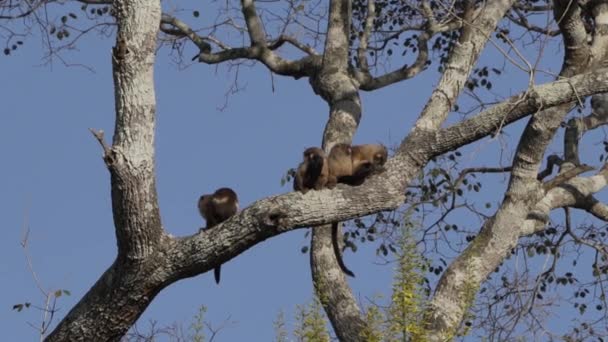 Siyah Kuyruklu Marmoset Ailesi Mico Melanurus Transpanira Boyunca Bir Ağacın — Stok video