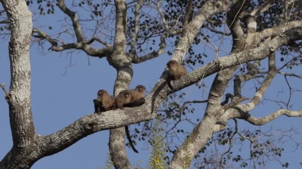 Família Marmoset Cauda Negra Mico Melanurus Sentado Galho Uma Árvore — Vídeo de Stock