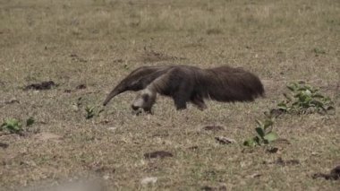 Güney Pantanal 'daki bir çiftliğin çayırında yürüyen dev bir karıncayiyen. Myrmecophaga tridactyla, Orta ve Güney Amerika 'da yaşayan böceksi bir memelidir..