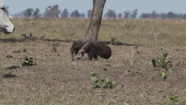 Jättimäinen Muurahaiskarhu Kävelee Eteläisen Pantanalin Maatilan Yli Myrmecophaga Tridactyla Myös — kuvapankkivideo