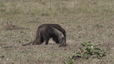 Güney Pantanal 'daki bir çiftliğin çayırında yürüyen dev bir karıncayiyen. Myrmecophaga tridactyla, Orta ve Güney Amerika 'da yaşayan böceksi bir memelidir..