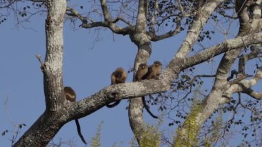 Siyah kuyruklu Marmoset ailesi Mico melanurus, Transpanira boyunca bir ağacın dalında Brezilya 'daki Pantanal kuyularının bataklıklarında Porto Jofre' ye doğru oturuyor..