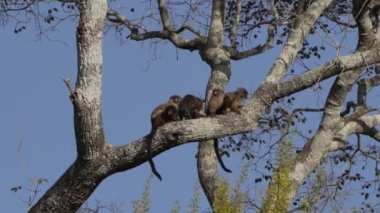 Siyah kuyruklu Marmoset ailesi Mico melanurus, Transpanira boyunca bir ağacın dalında Brezilya 'daki Pantanal kuyularının bataklıklarında Porto Jofre' ye doğru oturuyor..
